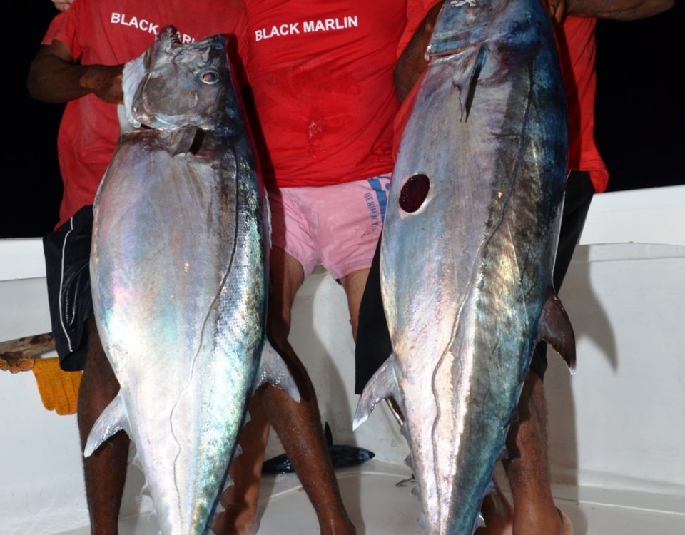 doublé de beaux doggies- Rod Fishing Club - Ile Rodrigues - Maurice - Océan Indien