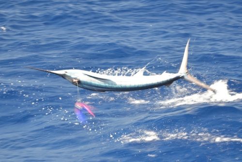 espadon voilier - Rod Fishing Club - Ile Rodrigues - Maurice - Océan Indien