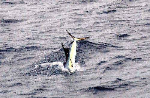 espadon voilier - Rod Fishing Club - Ile Rodrigues - Maurice - Océan Indien