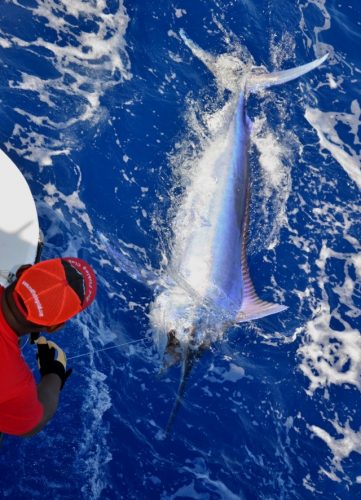 joli marlin noir 170kg relâché - Rod Fishing Club - Ile Rodrigues - Maurice - Océan Indien