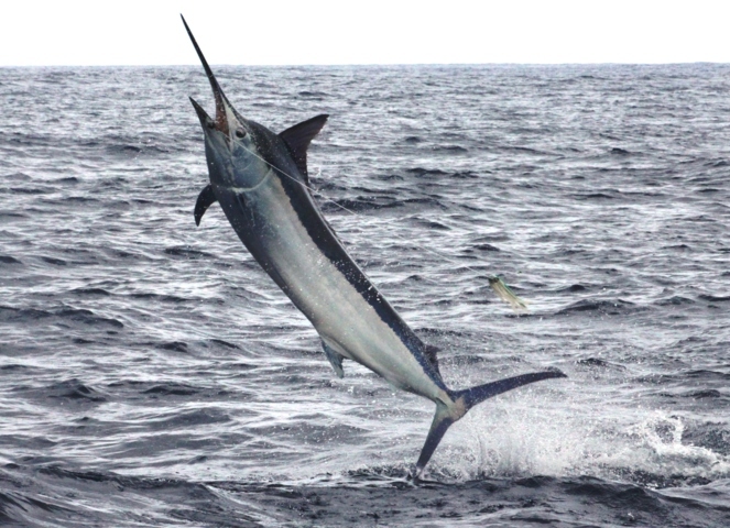 joli saut de marlin noir - Rod Fishing Club - Ile Rodrigues - Maurice - Océan Indien
