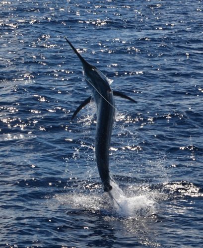 marlin - Rod Fishing Club - Ile Rodrigues - Maurice - Océan Indien 