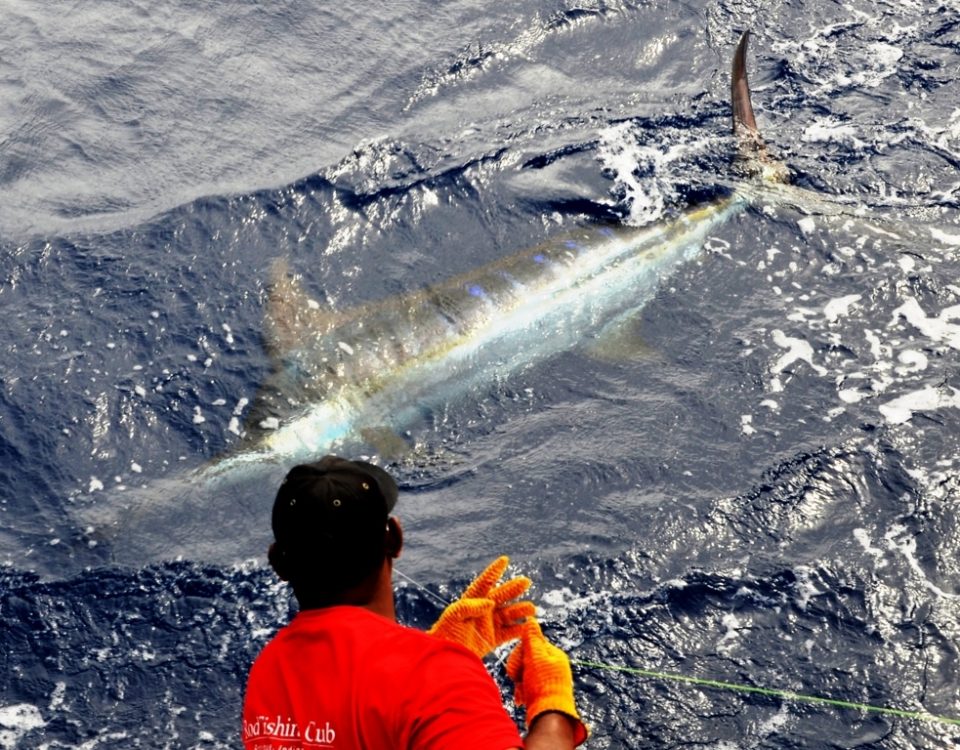 marlin au bas de ligne - Rod Fishing Club - Ile Rodrigues - Maurice - Océan Indien