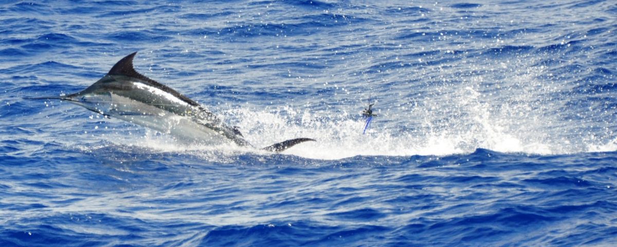 marlin bleu - Rod Fishing Club - Ile Rodrigues - Maurice - Océan Indien