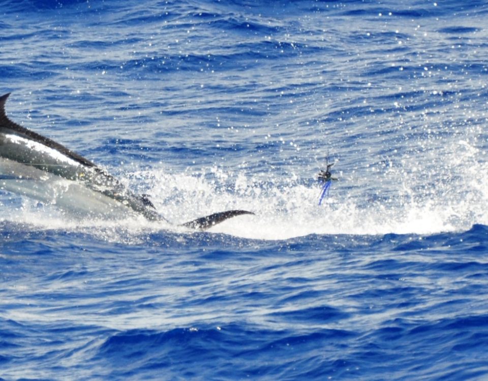 marlin bleu - Rod Fishing Club - Ile Rodrigues - Maurice - Océan Indien