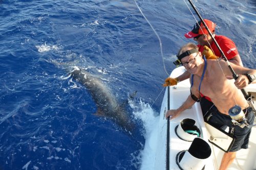marlin bleu de 150kg relâché en heavy spinning - Rod Fishing Club - Ile Rodrigues - Maurice - Océan Indien