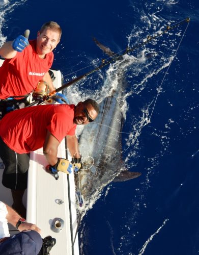 marlin bleu de 200kg relâché - Rod Fishing Club - Ile Rodrigues - Maurice - Océan Indien
