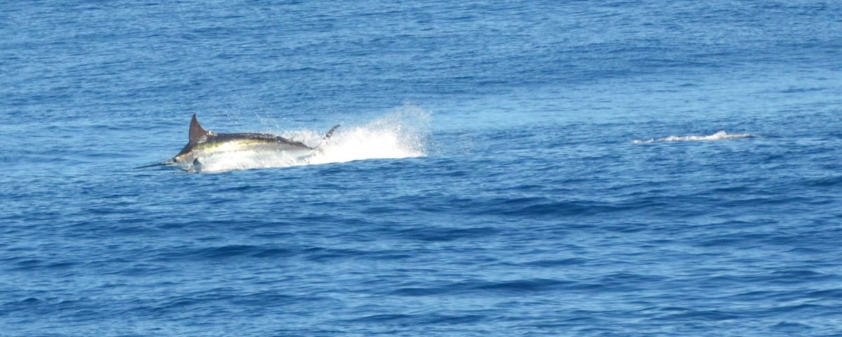 marlin bleu de 230kg - Rod Fishing Club - Ile Rodrigues - Maurice - Océan Indien