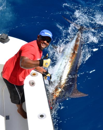 marlin bleu de 230kg au bas de ligne Rod Fishing Club - Ile Rodrigues - Maurice - Océan Indien