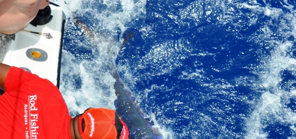 marlin bleu de 80kg relâché - Rod Fishing Club - Ile Rodrigues - Maurice - Océan Indien