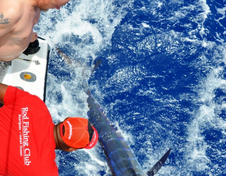 marlin bleu de 80kg relâché - Rod Fishing Club - Ile Rodrigues - Maurice - Océan Indien