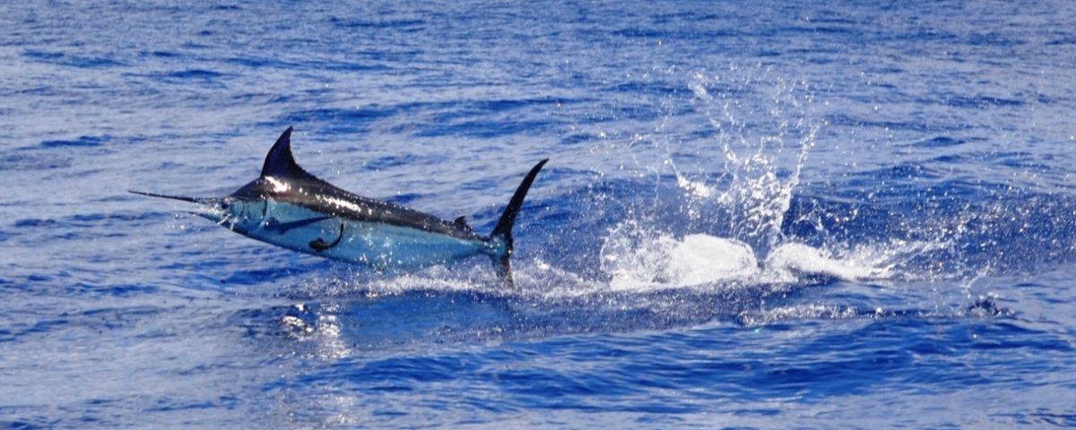 marlin bleu pris en heavy spinning - Rod Fishing Club - Ile Rodrigues - Maurice - Océan Indien