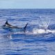 marlin bleu pris en heavy spinning - Rod Fishing Club - Ile Rodrigues - Maurice - Océan Indien