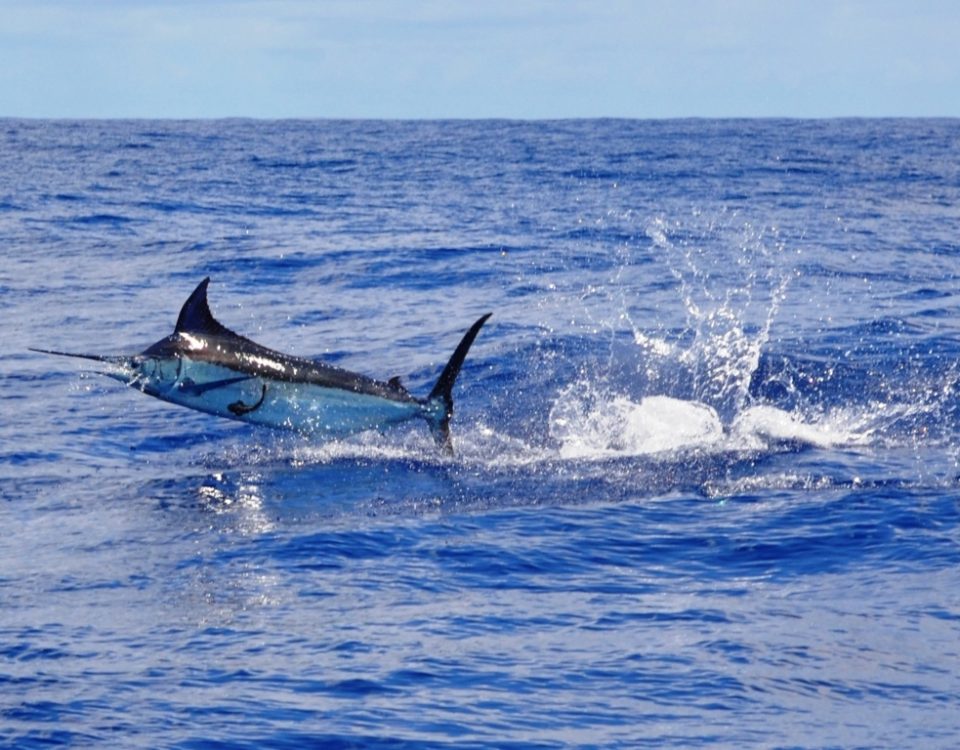 marlin bleu pris en heavy spinning - Rod Fishing Club - Ile Rodrigues - Maurice - Océan Indien