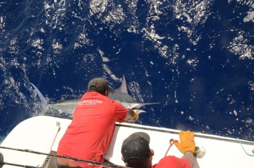 marlin bleu relâché - Rod Fishing Club - Ile Rodrigues - Maurice - Océan Indien