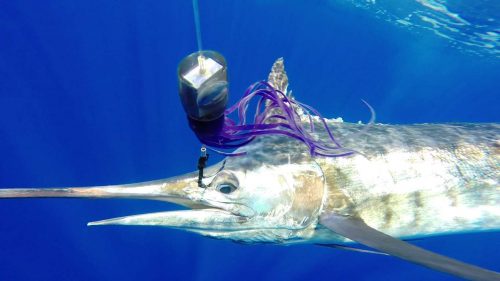 marlin bleu relâché sur un leurre BigT- Rod Fishing Club - Ile Rodrigues - Maurice - Océan Indien