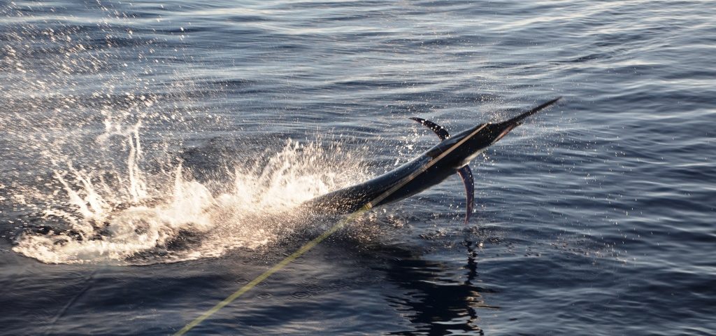 marlin noir - Rod Fishing Club - Ile Rodrigues - Maurice - Océan Indien