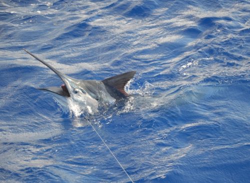 marlin noir - Rod Fishing Club - Ile Rodrigues - Maurice - Océan Indien