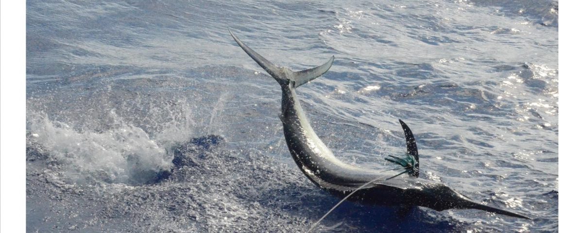 marlin noir - Rod Fishing Club - Ile Rodrigues - Maurice - Océan Indien