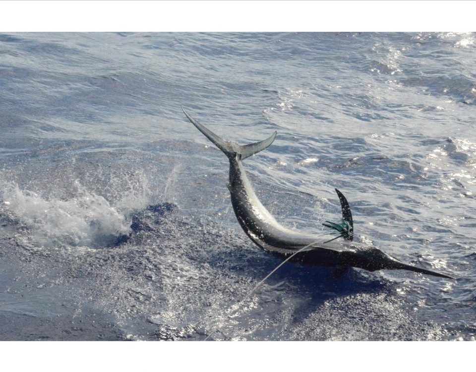 marlin noir - Rod Fishing Club - Ile Rodrigues - Maurice - Océan Indien