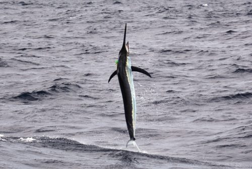 marlin noir - Rod Fishing Club - Ile Rodrigues - Maurice - Océan Indien