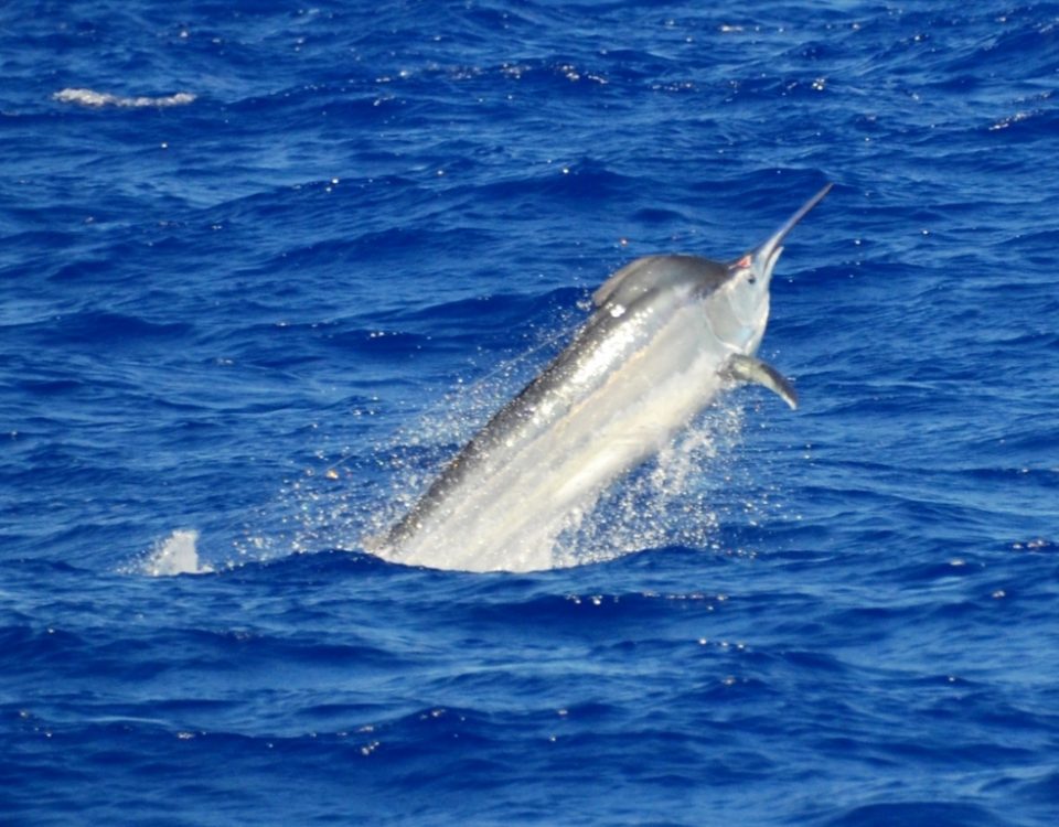 marlin noir - Rod Fishing Club - Ile Rodrigues - Maurice - Océan Indien