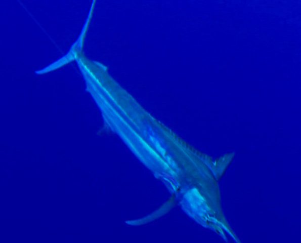 marlin noir au bateau - Rod Fishing Club - Ile Rodrigues - Maurice - Océan Indien