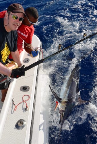 marlin noir de 100kg relâché - Rod Fishing Club - Ile Rodrigues - Maurice - Océan Indien