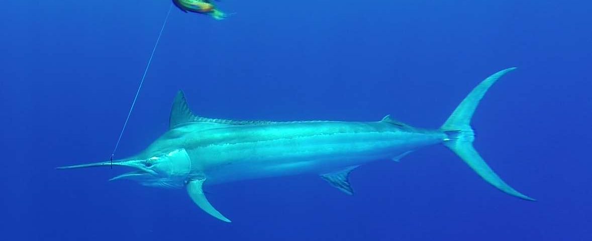 marlin noir de 120kg - Rod Fishing Club - Ile Rodrigues - Maurice - Océan Indien