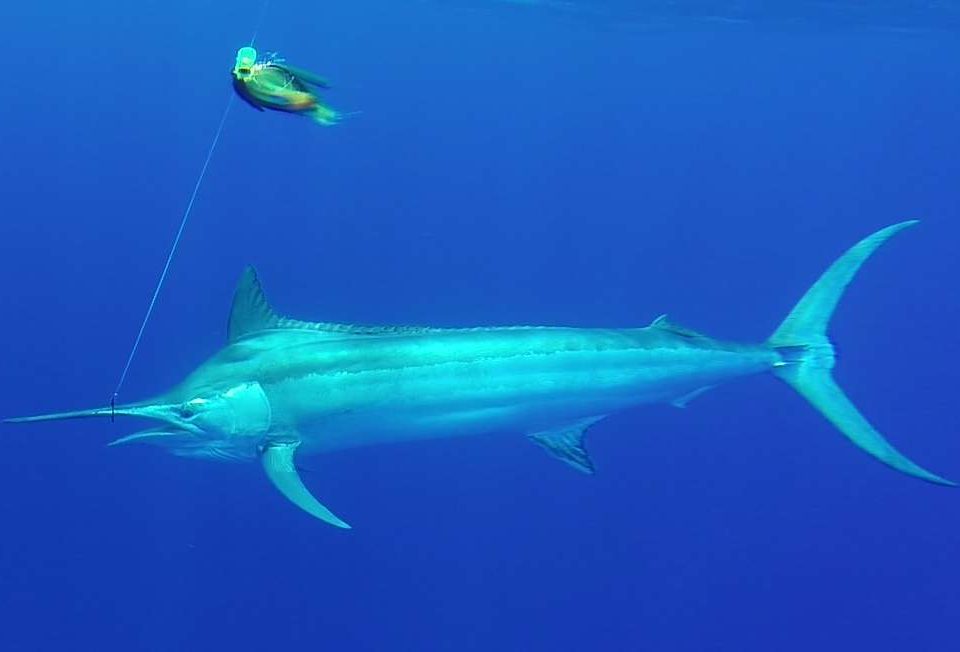 marlin noir de 120kg - Rod Fishing Club - Ile Rodrigues - Maurice - Océan Indien