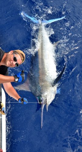 marlin noir de 120kg relâché par Fabrice - Rod Fishing Club - Ile Rodrigues - Maurice - Océan Indien