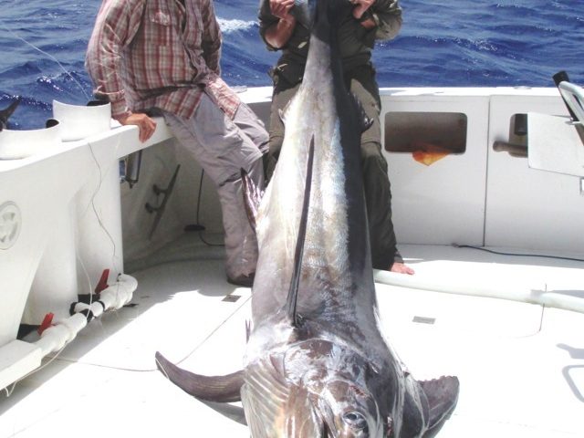 marlin noir de 150kg - Rod Fishing Club - Ile Rodrigues - Maurice - Océan Indien