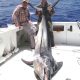 marlin noir de 150kg - Rod Fishing Club - Ile Rodrigues - Maurice - Océan Indien