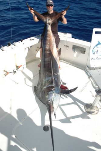 marlin noir de 150kg - Rod Fishing Club - Ile Rodrigues - Maurice - Océan Indien