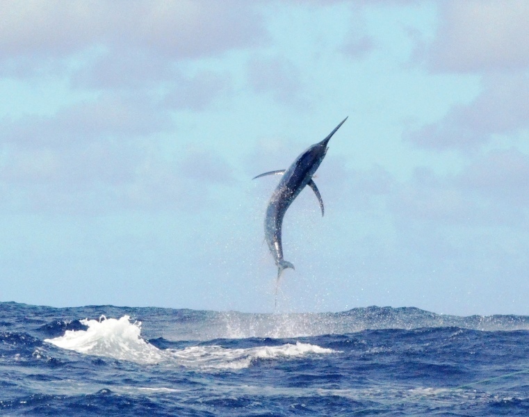 marlin noir de 250kg - Rod Fishing Club - Ile Rodrigues - Maurice - Océan Indien