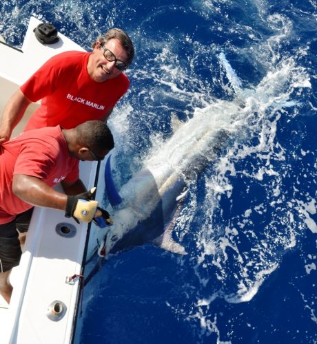 marlin noir de plus de 150kg relâché - Rod Fishing Club - Ile Rodrigues - Maurice - Océan Indien