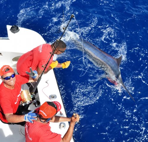 marlin noir relâché - Rod Fishing Club - Ile Rodrigues - Maurice - Océan Indien