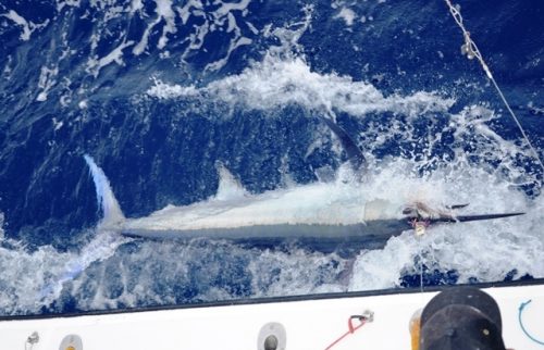 marlin noir relâché par Terry - Rod Fishing Club - Ile Rodrigues - Maurice - Océan Indien