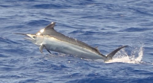 marlin noir retrouvant sa liberté - Rod Fishing Club - Ile Rodrigues - Maurice - Océan Indien