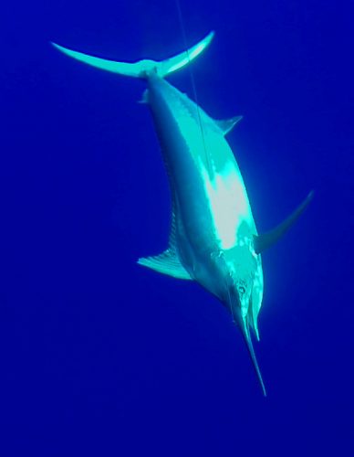 marlin noir sous le bateau - Rod Fishing Club - Ile Rodrigues - Maurice - Océan Indien