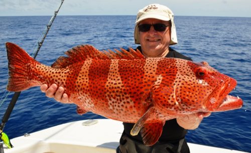 mérou babone - Rod Fishing Club - Ile Rodrigues - Maurice - Océan Indien