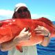 mérou babone - Rod Fishing Club - Ile Rodrigues - Maurice - Océan Indien