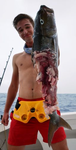 poisson poulet déchiqueté par requin - Rod Fishing Club - Ile Rodrigues - Maurice - Océan Indien