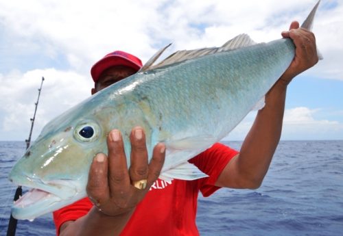 poisson poulet - Rod Fishing Club - Ile Rodrigues - Maurice - Océan Indien