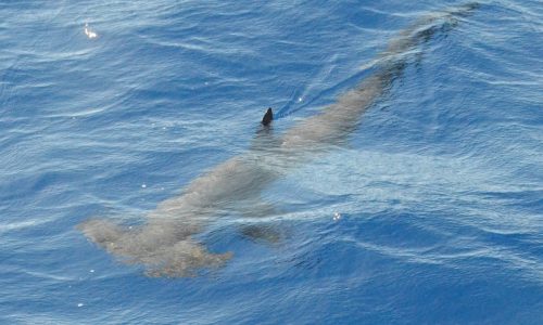 requin marteau - Rod Fishing Club - Ile Rodrigues - Maurice - Océan Indien