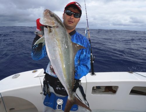 sériole - Rod Fishing Club - Ile Rodrigues - Maurice - Océan Indien