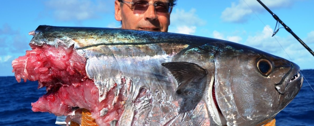 thon à dents de chien coupé - Rod Fishing Club - Ile Rodrigues - Maurice - Océan Indien