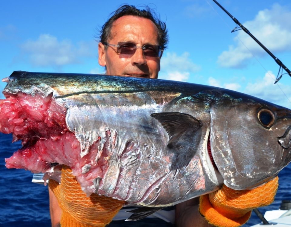 thon à dents de chien coupé - Rod Fishing Club - Ile Rodrigues - Maurice - Océan Indien