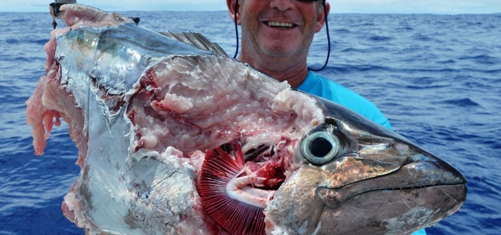 thon à dents de chien dévoré par les requins - Rod Fishing Club - Ile Rodrigues - Maurice - Océan Indien