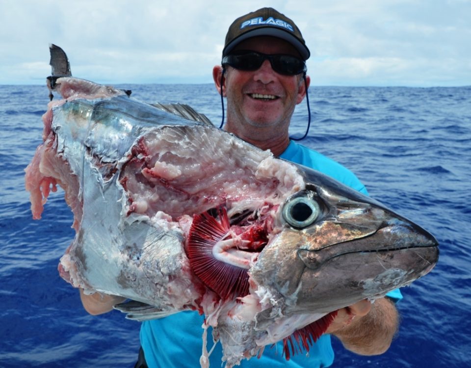 thon à dents de chien dévoré par les requins - Rod Fishing Club - Ile Rodrigues - Maurice - Océan Indien